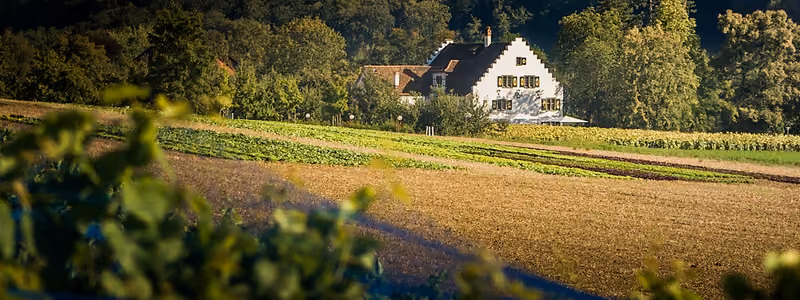 Schloss Wülflingen zwischen Bäumen und Feldern